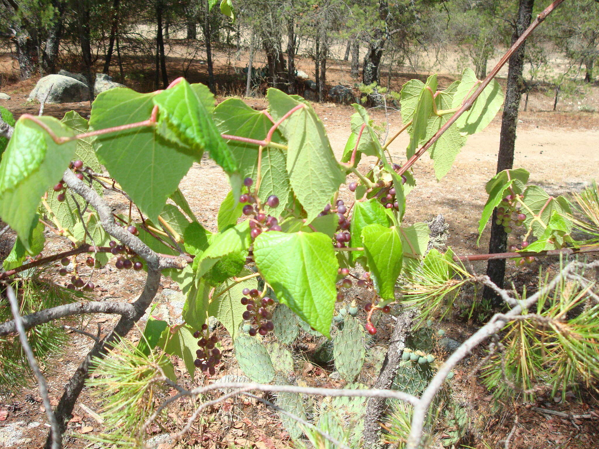 Sivun Vitis peninsularis M. E. Jones kuva