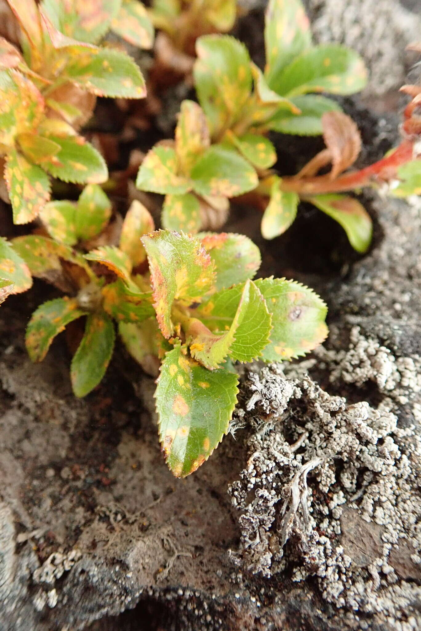 Image of Salix berberifolia subsp. tschuktschorum (A. Skvorts.) Worosch.