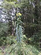 Image of Whorled Sunflower