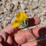 Image of nakedstem sunray