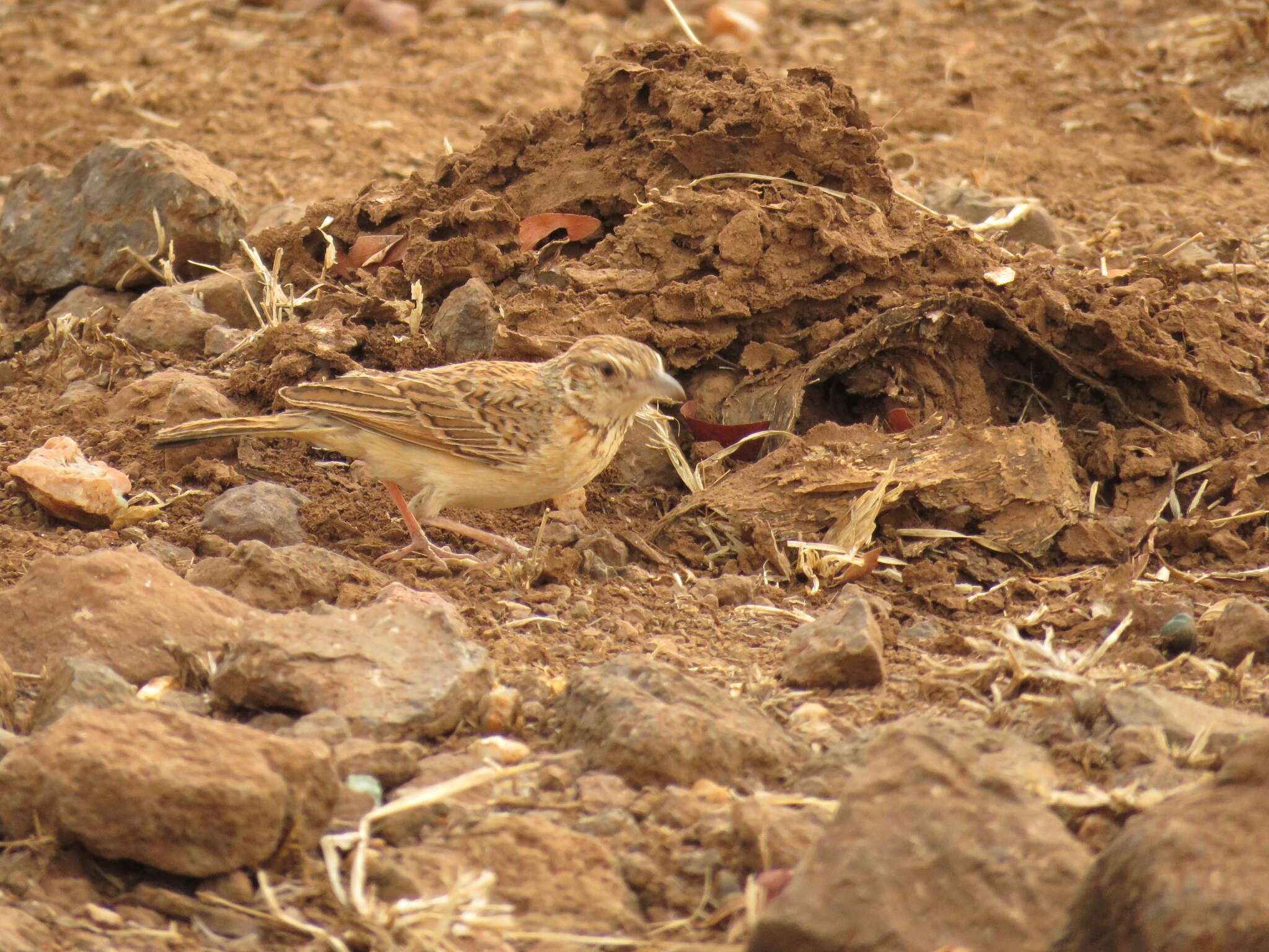 Image of Flappet Lark