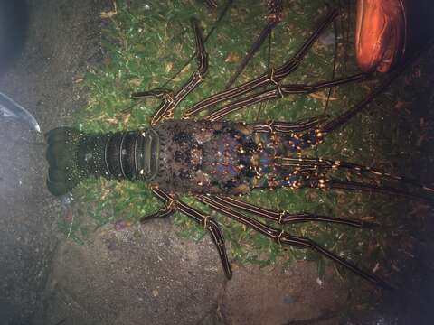 Image of Pinto lobster