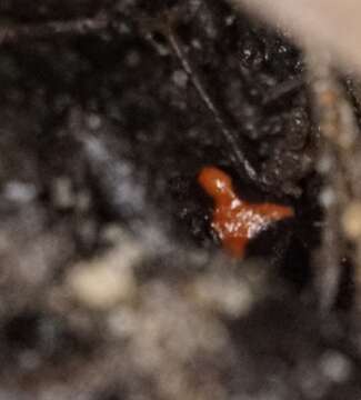 Image of Red-crowned Toadlet