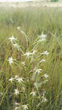 Habenaria nyikana Rchb. fil.的圖片