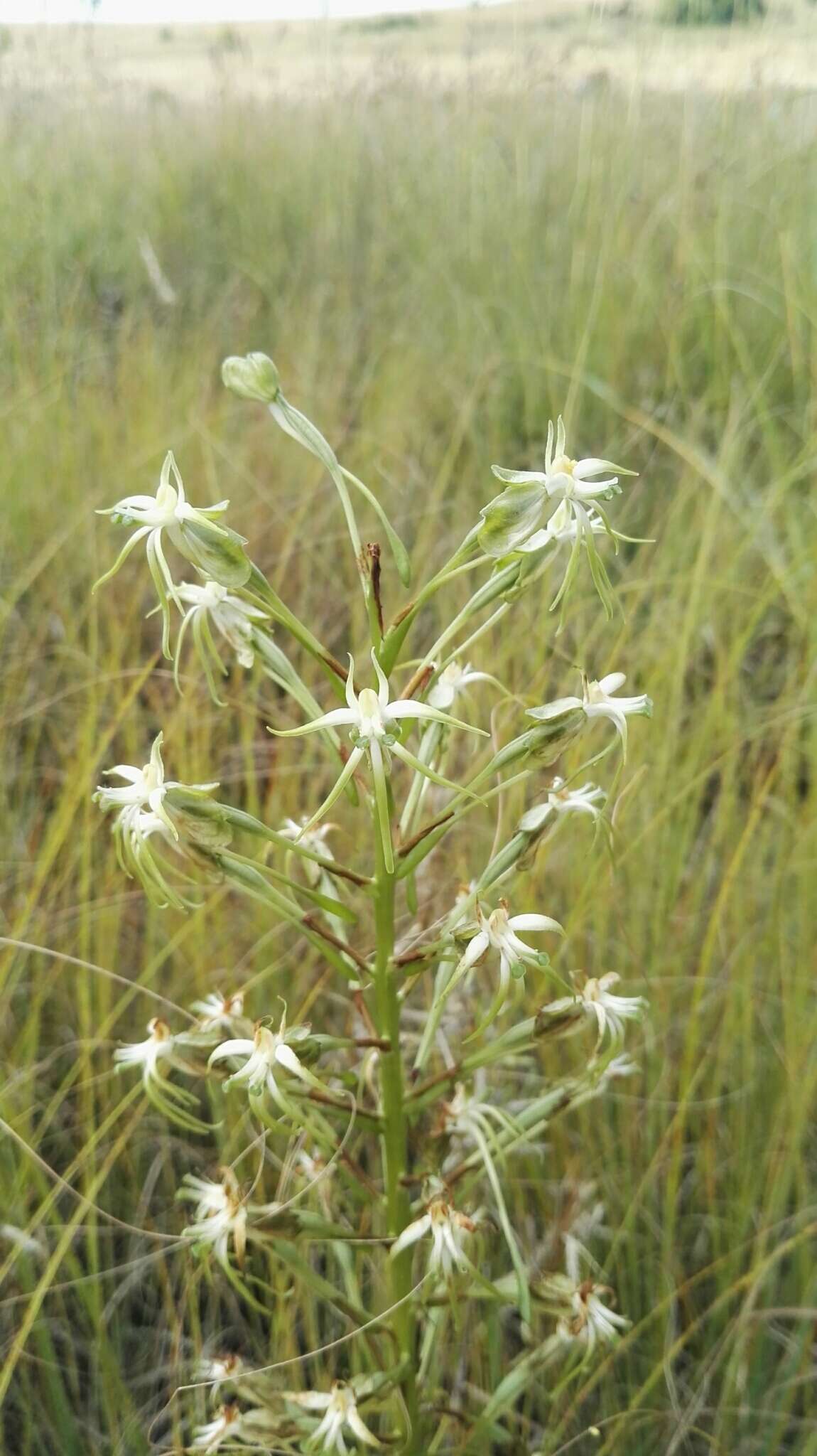 Image de Habenaria nyikana Rchb. fil.