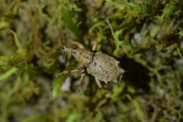 Image of Eurynotia enysi Broun 1886