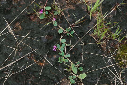 Indigofera dalzellii T. Cooke的圖片