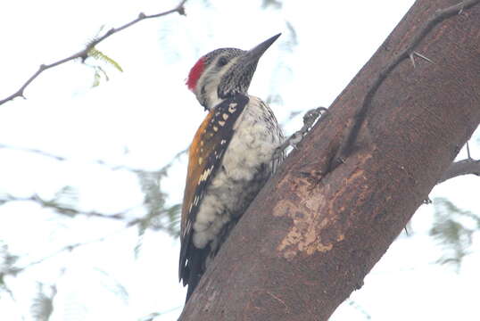 Image of Black-rumped Flameback