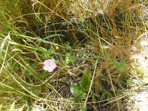 Image of Convolvulus remotus R. Br.