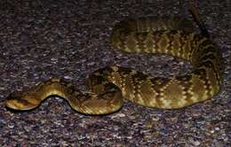 Image of Crotalus molossus molossus Baird & Girard 1853