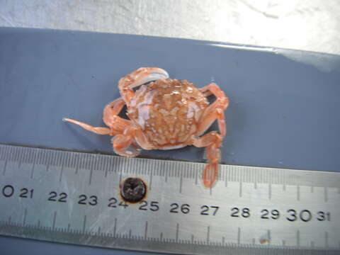 Liocarcinus marmoreus (Leach 1814)的圖片