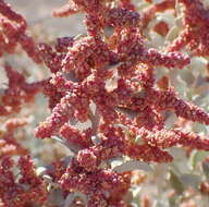 Image of Atriplex nummularia subsp. nummularia