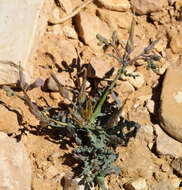 Image of Lactuca undulata Ledeb.