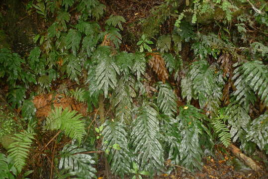 Plancia ëd Austroblechnum colensoi (Hook. fil.) Gasper & V. A. O. Dittrich