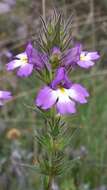 Слика од Euphrasia caudata (J. H. Willis) W. R. Barker