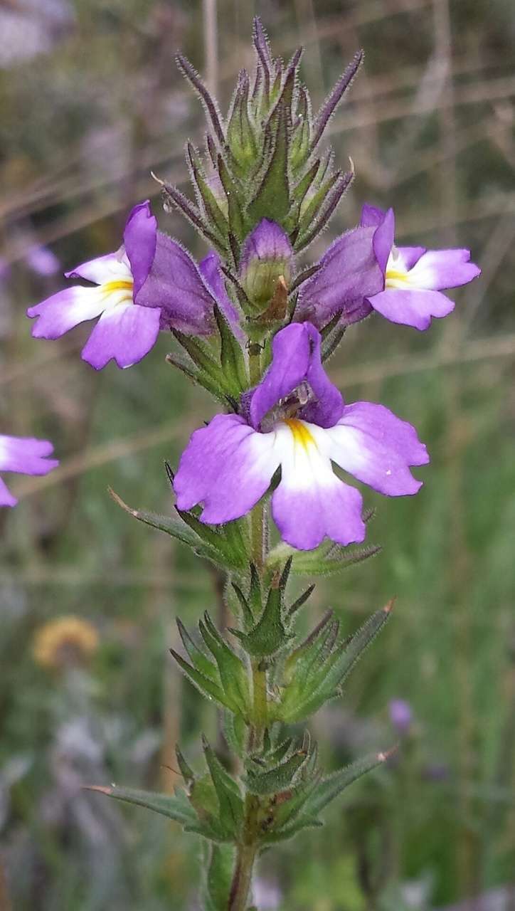 Слика од Euphrasia caudata (J. H. Willis) W. R. Barker