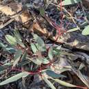 Image of Eucalyptus flindersii C. D. Boomsma