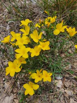 Imagem de Linum campanulatum L.