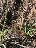 Image of Striped Stream Frog