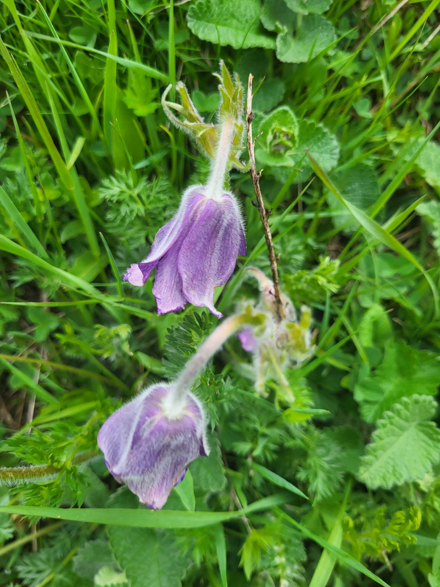 Image of Pulsatilla violacea Rupr.