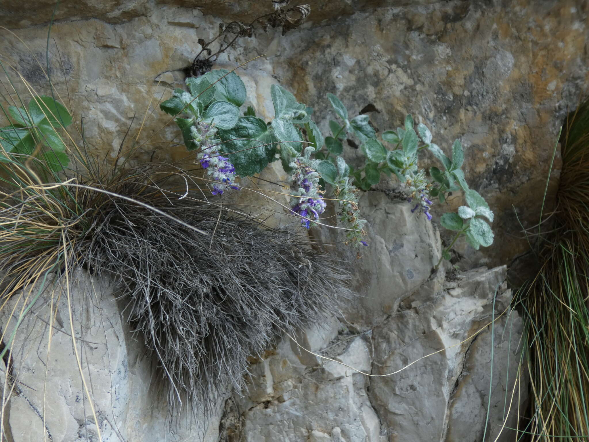 Image de Paederota bonarota (L.) L.