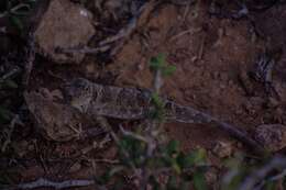 Image of Bulky Anole