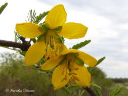 Sivun Gonopterodendron bonariense (Griseb.) Godoy-Bürki kuva