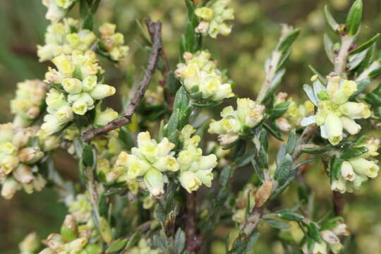 Слика од Thymelaea lythroides Barratte & Murb.