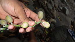 Gnetum edule (Willd.) Blume resmi