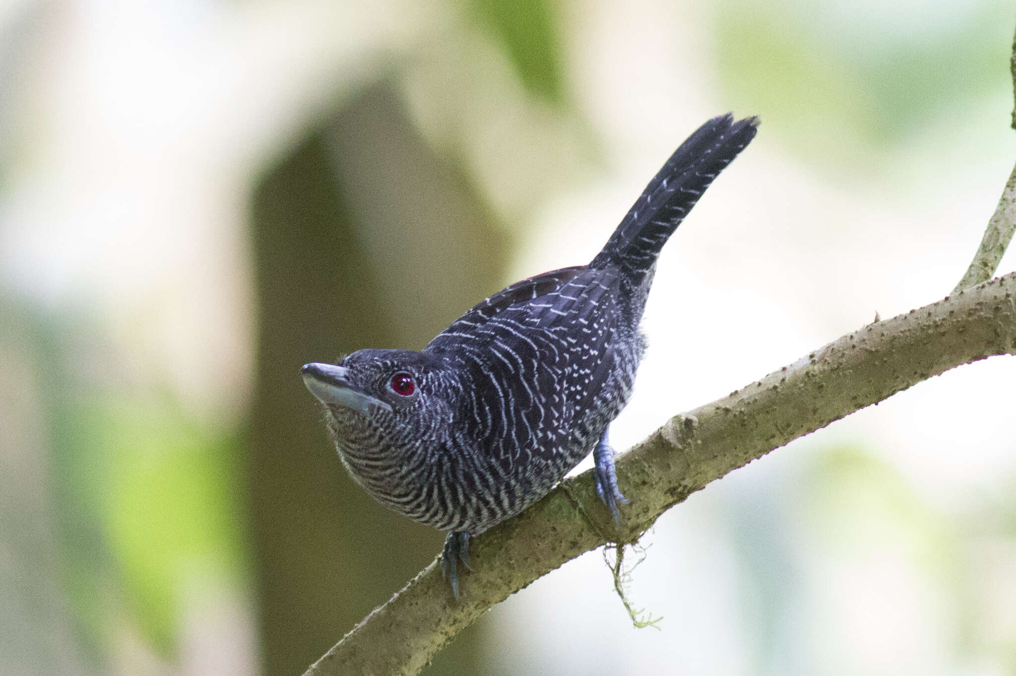 Image of Fasciated Antshrike