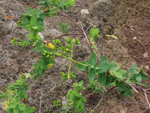 Image of Hypericum reflexum L. fil.