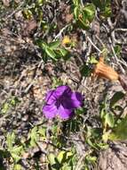 صورة Ruellia californica (Rose) I. M. Johnston