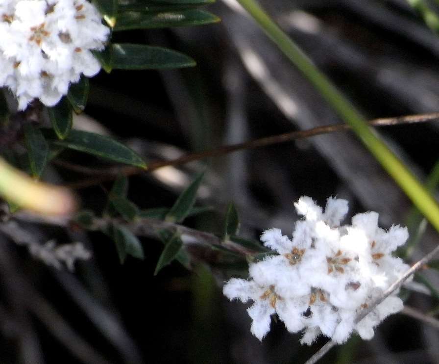 Image of Leucopogon virgatus var. virgatus