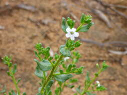 Plancia ëd Cyphanthera myosotidea (F. Müll.) L. Haegi