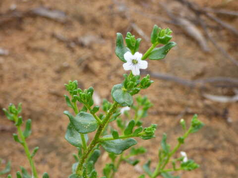 Image of Cyphanthera myosotidea (F. Müll.) L. Haegi