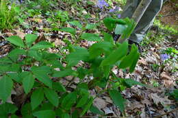 Image of largeflower bellwort