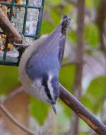 Image of Red-breasted Nuthatch