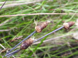 Image of Fimbristylis tetragona R. Br.