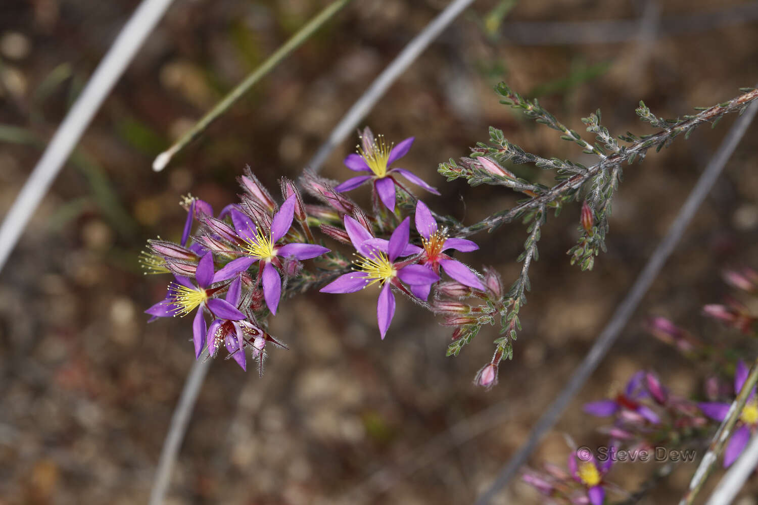 Image de Calytrix leschenaultii (Schauer) Benth.