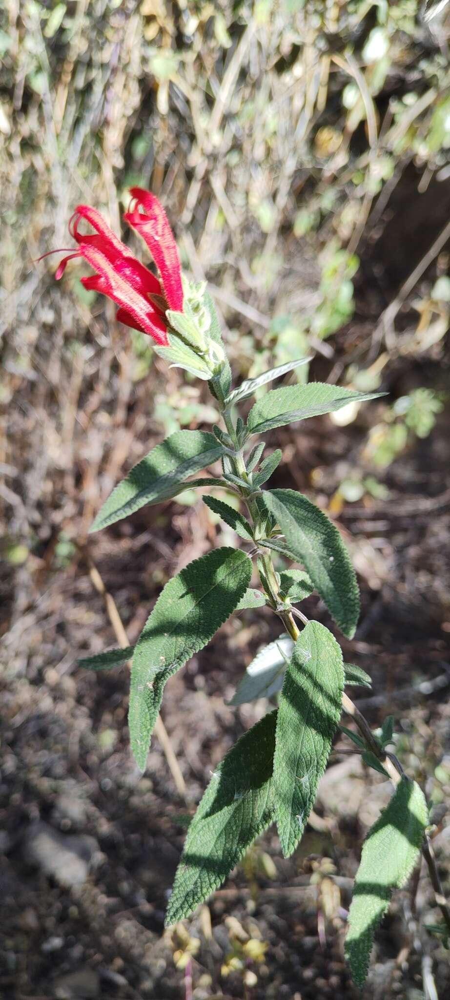 Image of Salvia haenkei Benth.