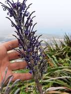 Imagem de Lobelia hypoleuca Hillebr.