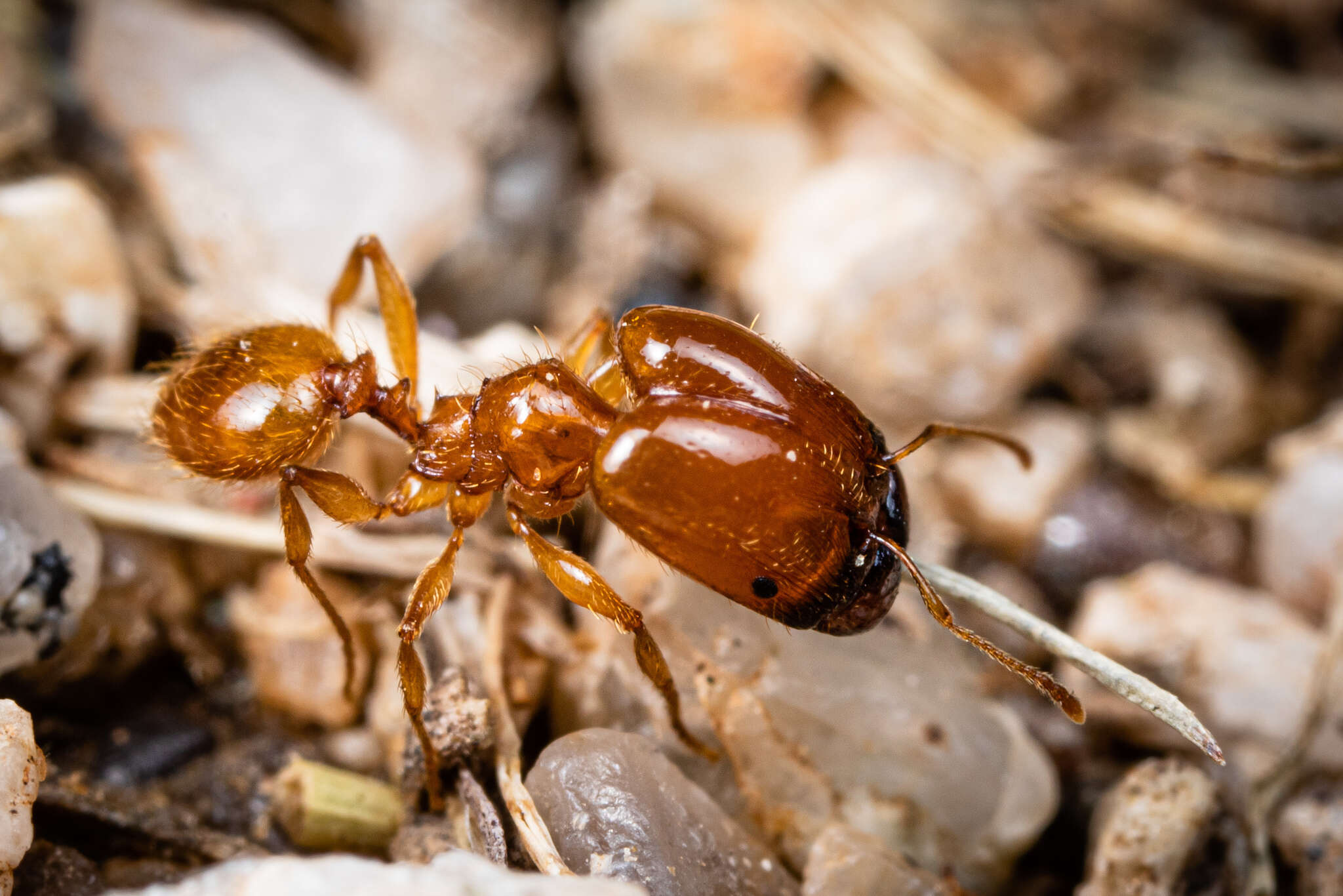 Image of Pheidole spadonia Wheeler 1915