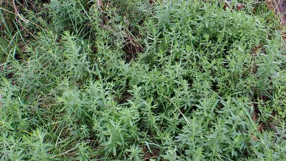 Image of Gonocarpus elatus (A. Cunn. ex Fenzl) Orchard