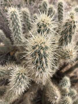 Image of Cylindropuntia ganderi subsp. ganderi