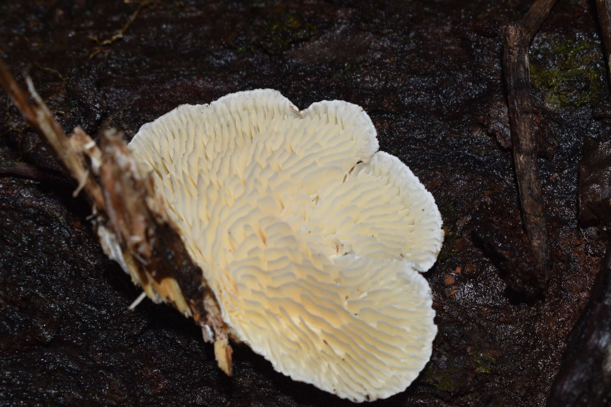 Image of Trametes vespacea (Pers.) Zmitr., Wasser & Ezhov 2012