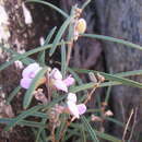 Hovea nana I. Thomps. & J. H. Ross的圖片