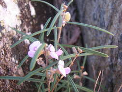 Image of Hovea nana I. Thomps. & J. H. Ross