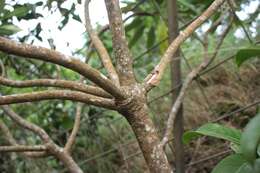 Слика од Clermontia oblongifolia Gaudich.