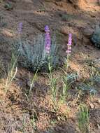 Image of Upright Blue Beardtongue