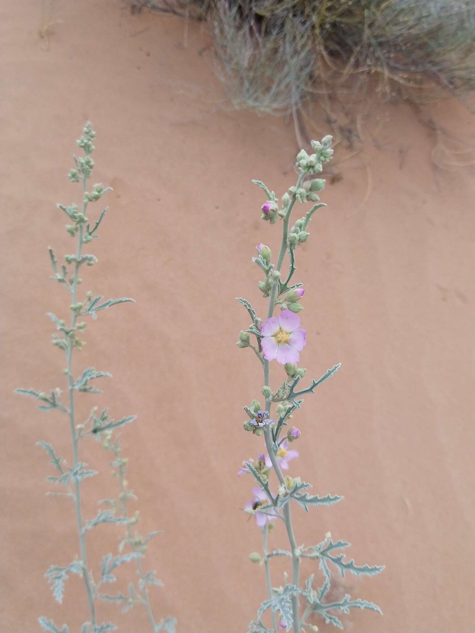 Image of hot springs globemallow